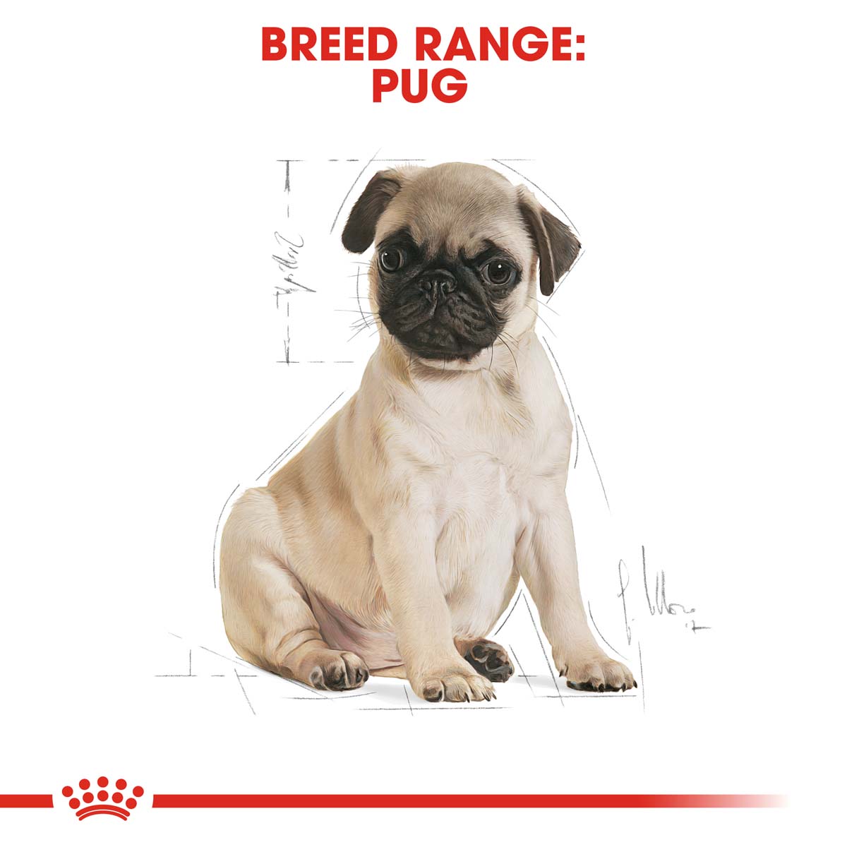 ROYAL CANIN Pug Puppy Welpenfutter trocken für Mops bei ZooRoyal