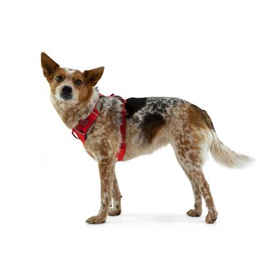Ruffwear Front Range Hundegeschirr, Red Sumac