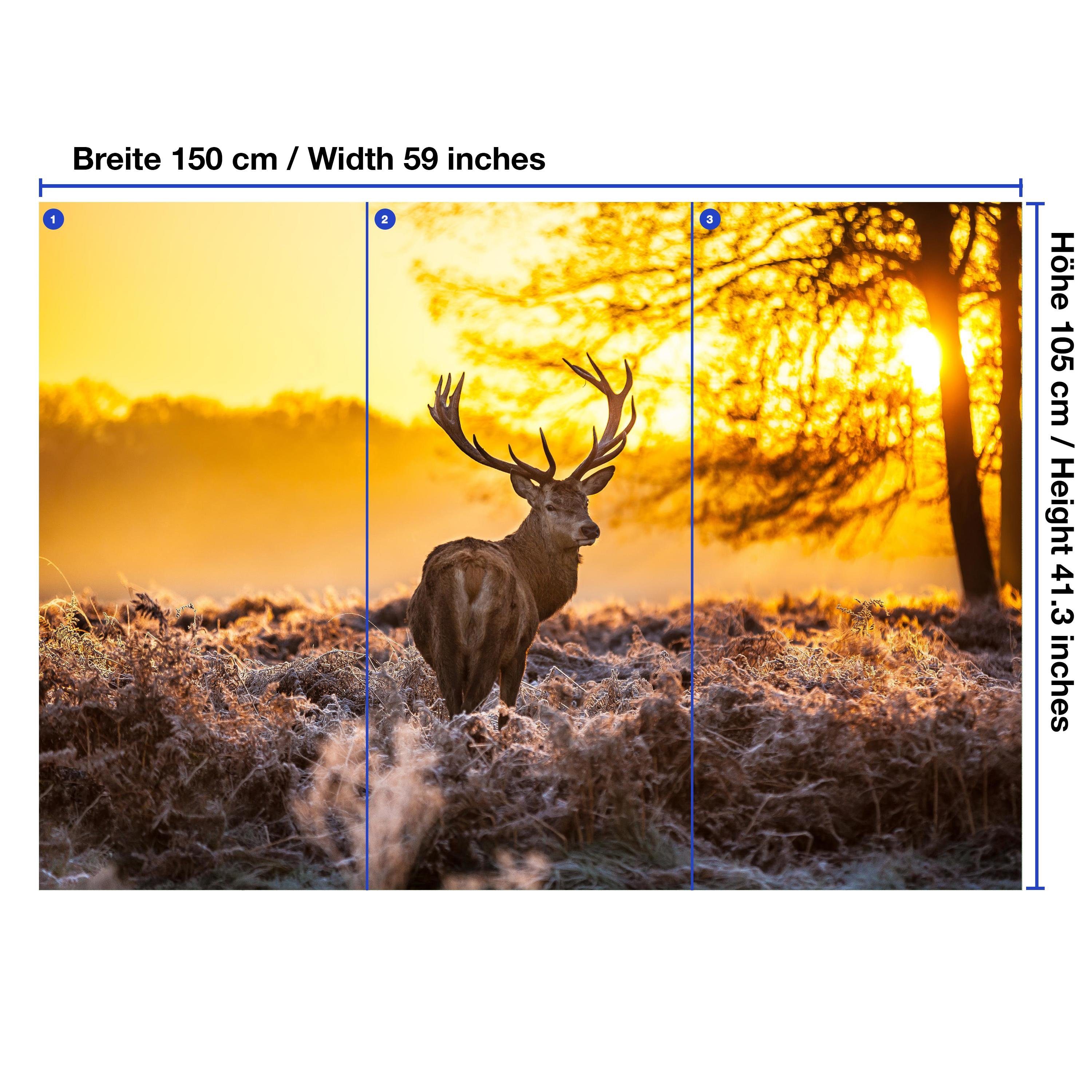 wandmotiv24 Fototapete Wald mit Hirsch, glatt, Wandtapete, Motivtapete, matt, Vliestapete