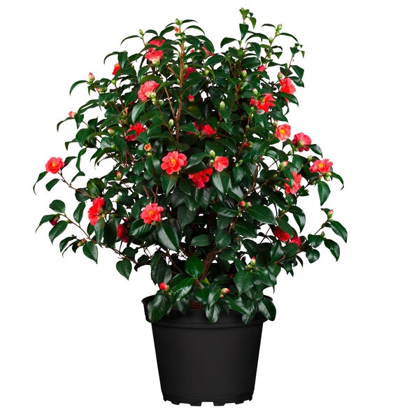 Gartenkamelie, rot