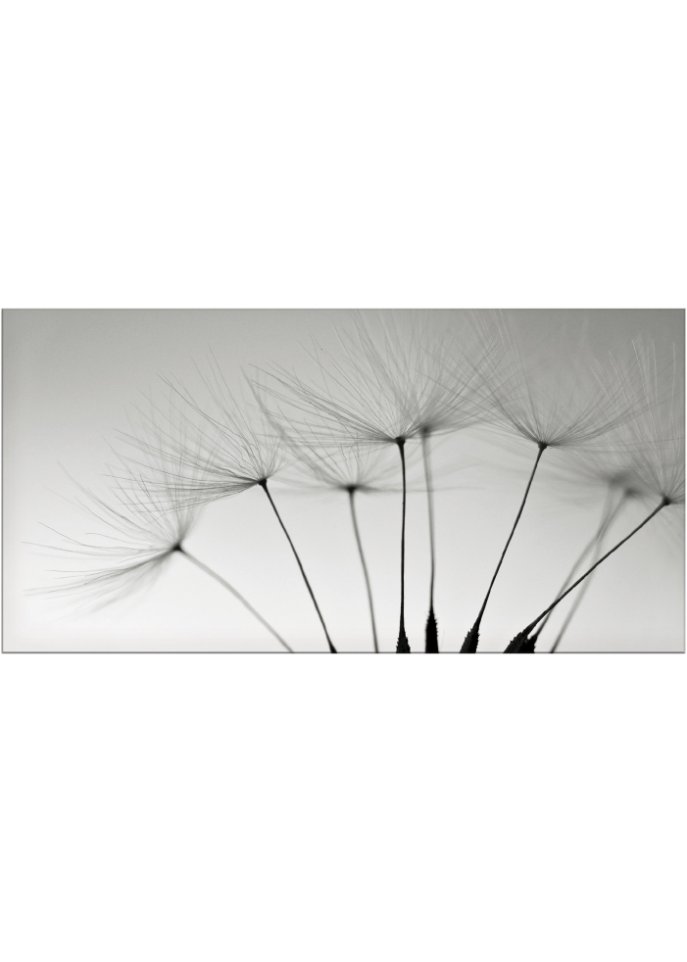Glasbild mit Pusteblumen