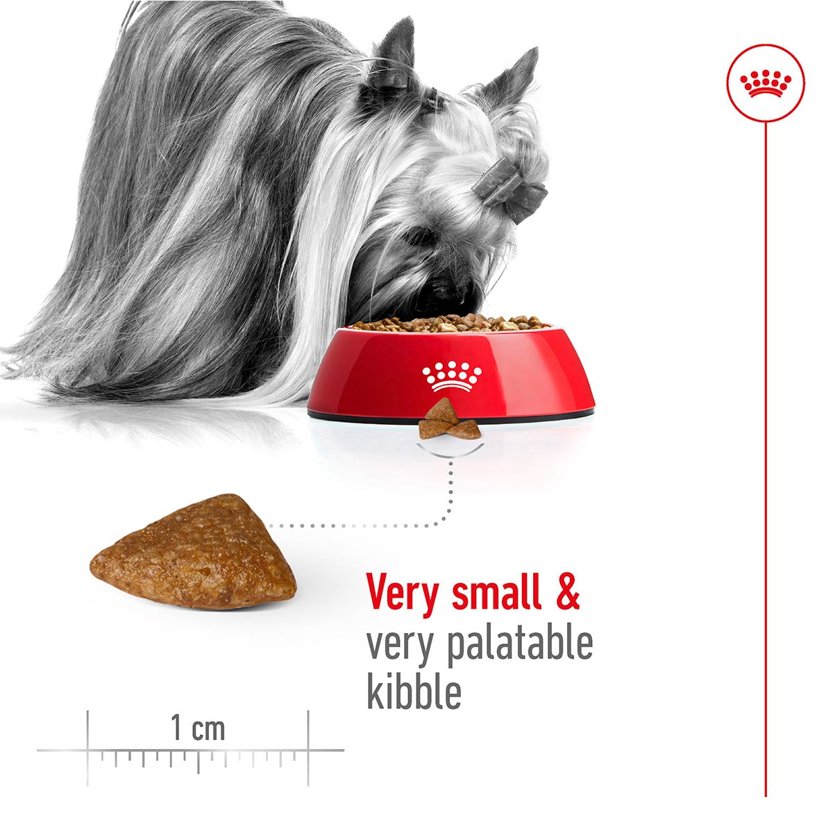 ROYAL CANIN X-SMALL Ageing 12+ Trockenfutter für ältere sehr kleine Hunde