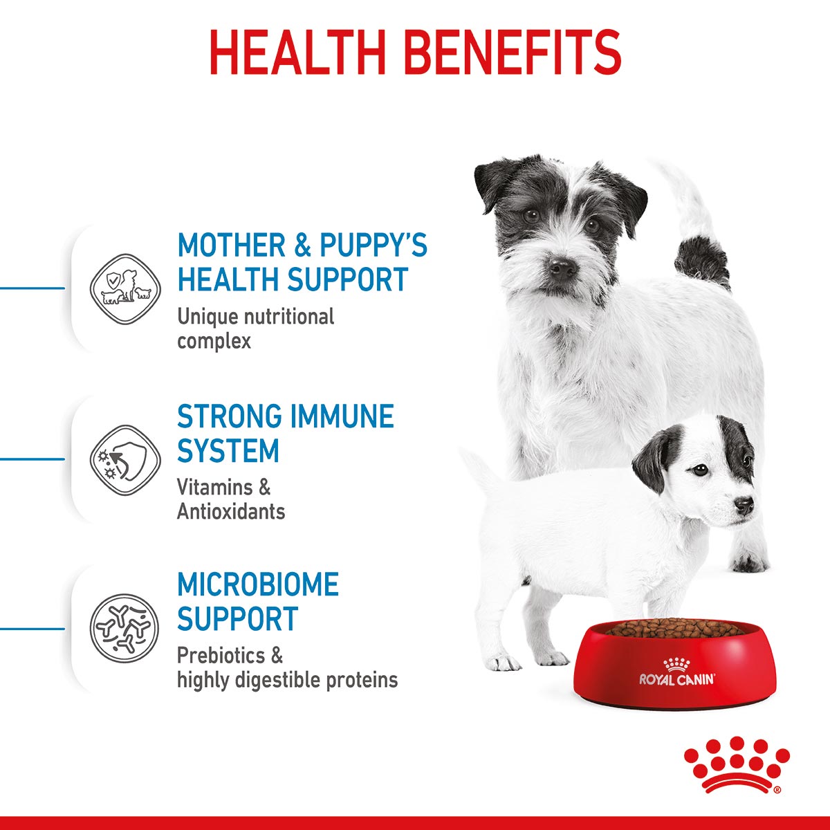 ROYAL CANIN MINI Starter Trockenfutter für tragende Hündinnen und Welpen kleiner Rassen