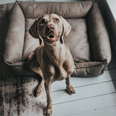 Hunter Hundesofa Bologna, stein
