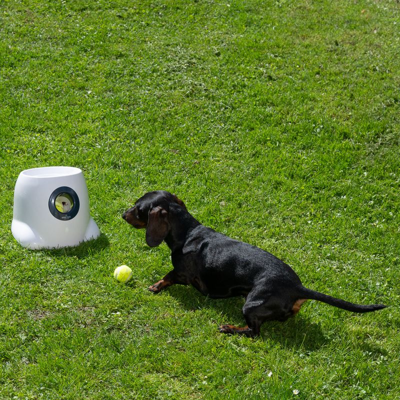 Nomad Tales Bloom automatischer Tennisball-Werfer