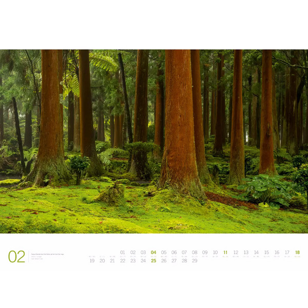 WALD - ACKERMANN GALLERY KALENDER 2024 - Kalender