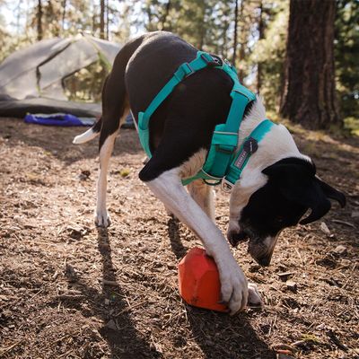 Ruffwear Front Range Hundegeschirr, Aurora Teal