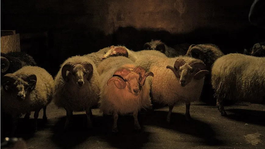 Lamb