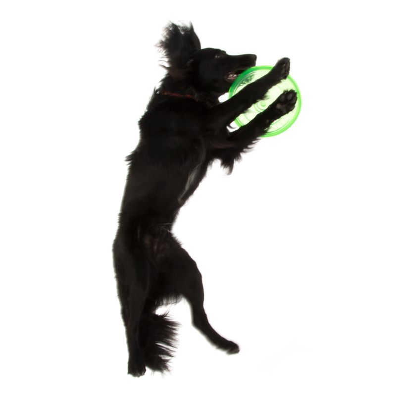 Hundespielwurfscheibe aus TPR zu TOP-Preisen % bei bitiba.de