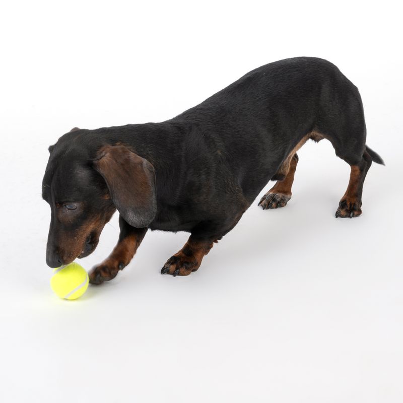 Nomad Tales Tennisball-Set zu TOP-Preisen