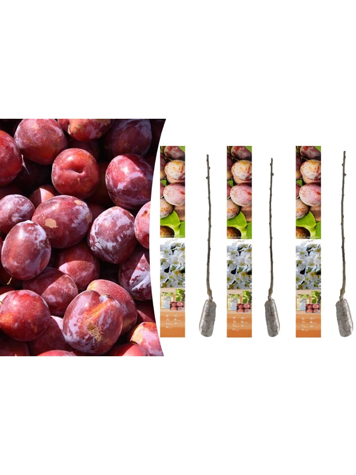 OH2 3er-Set Pflaume Opal Obstbäume in Bunt günstig kaufen onesize