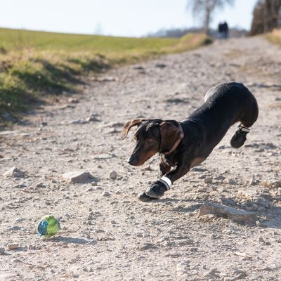 Hundeschuhe S & P Boots