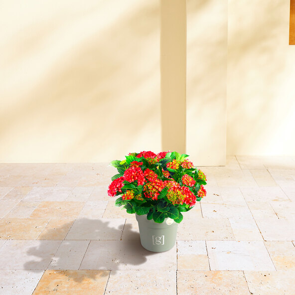Bauernhortensie King Size Rot