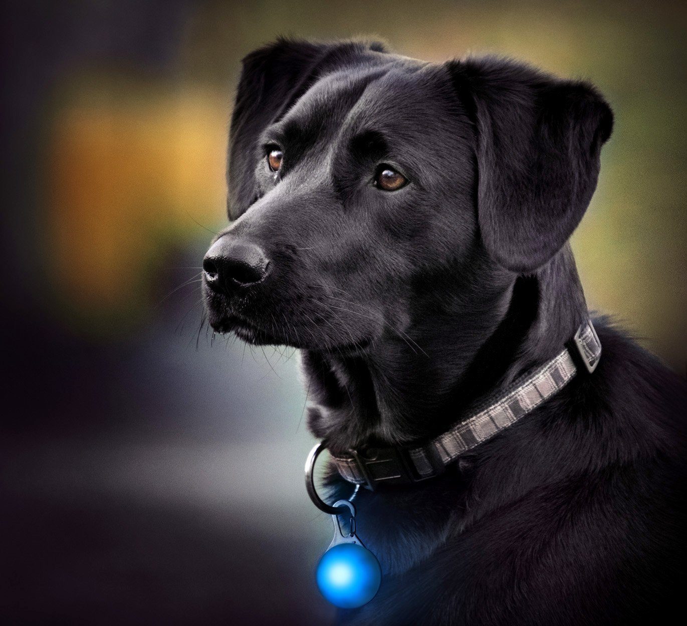 PRECORN Hunde-Sicherheitsgeschirr LED Leuchtanhänger Hunde Halsband Leuchthalsband