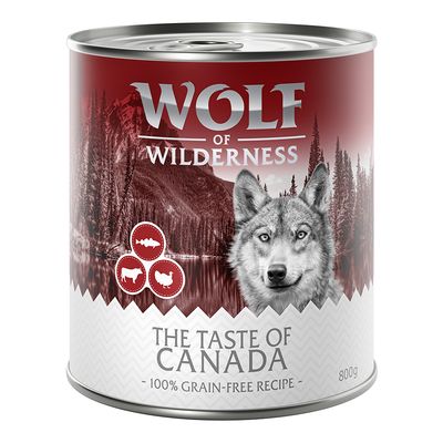Wolf of Wilderness 