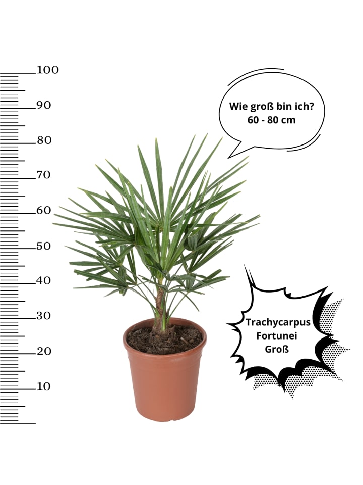 OH2 2er-Set: Trachycarpus fortunei Groß in Grün günstig kaufen onesize