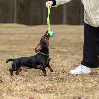 Hundespielzeug Limoen Seil & Ball