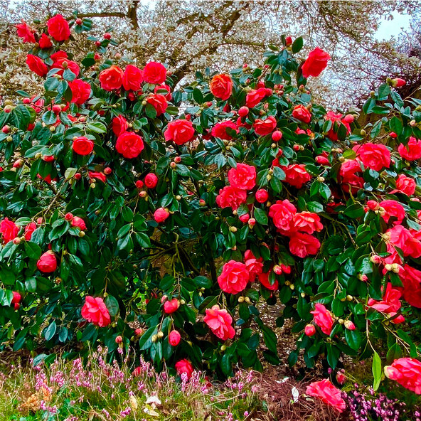 Garten-Kamelie Romantic Lady