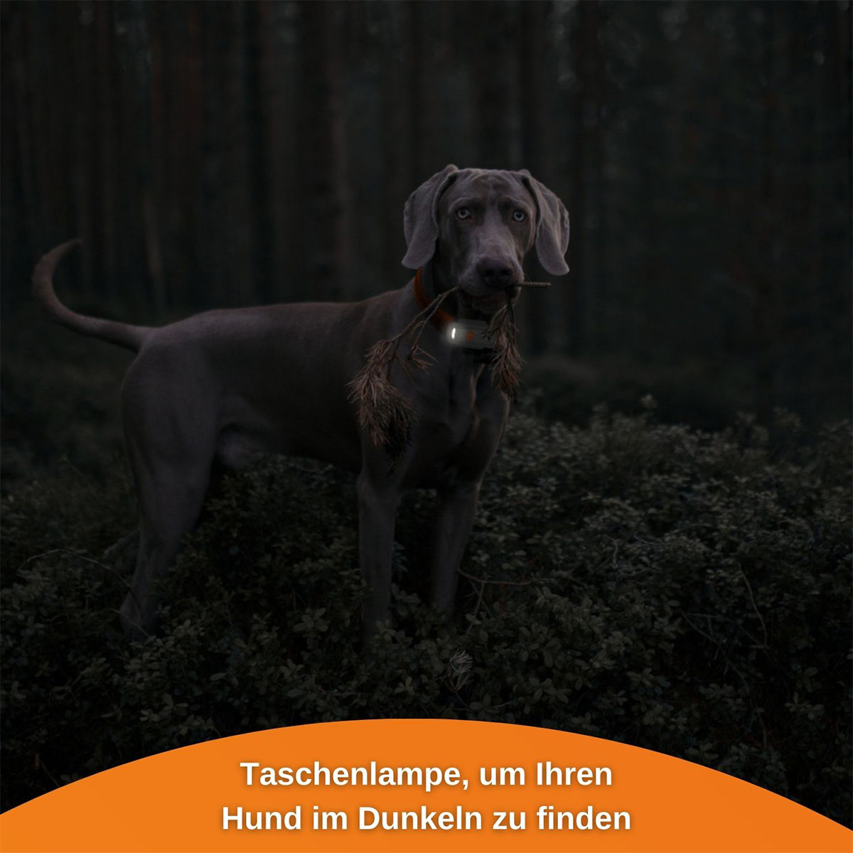 Weenect XS GPS Tracker für Hunde günstig kaufen bei ZooRoyal