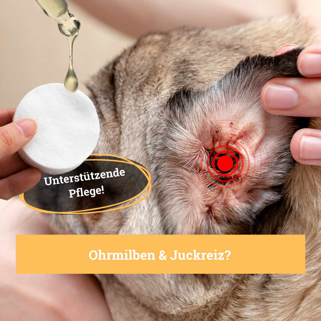 BeG Buddy Augen- & Ohrenpflege BeG Buddy Ohrreiniger für Hunde & Katzen, Jucken Verschmutzung , Ohrenpflege