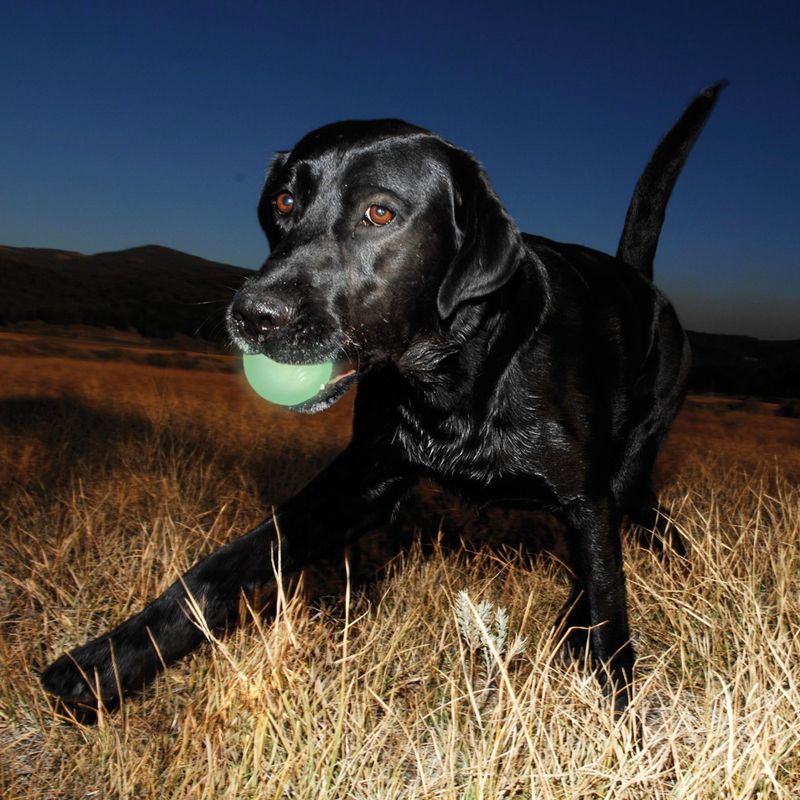 Chuckit! Max Glow Ball zu TOP-Preisen