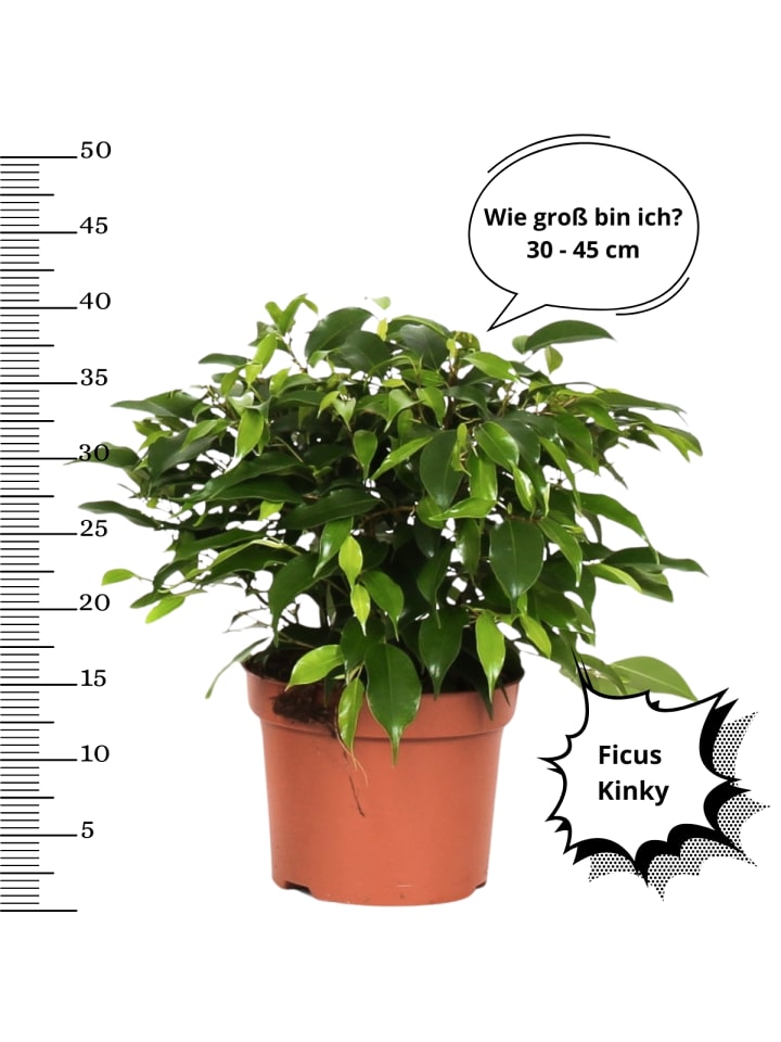 OH2 4er-Set:  Wartungsarme Zimmerpflanzen in Grün günstig kaufen onesize