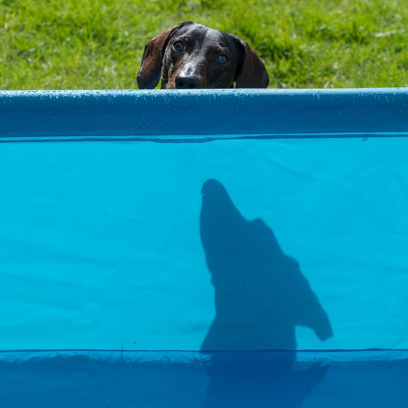 TIAKI Hundepool Square zu TOP-Preisen