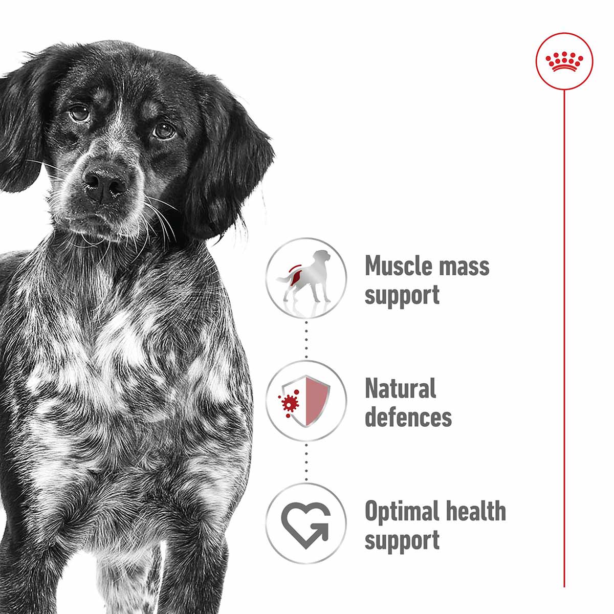 Royal Canin SHN Medium Adult Loaf Can günstig kaufen bei ZooRoyal