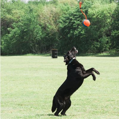 Chuckit! Rope Fetch
