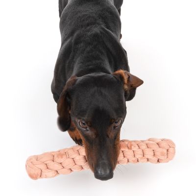 Modern Living Hundespielzeug Tarifa