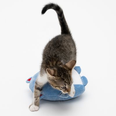Katzenspielzeug Bubba