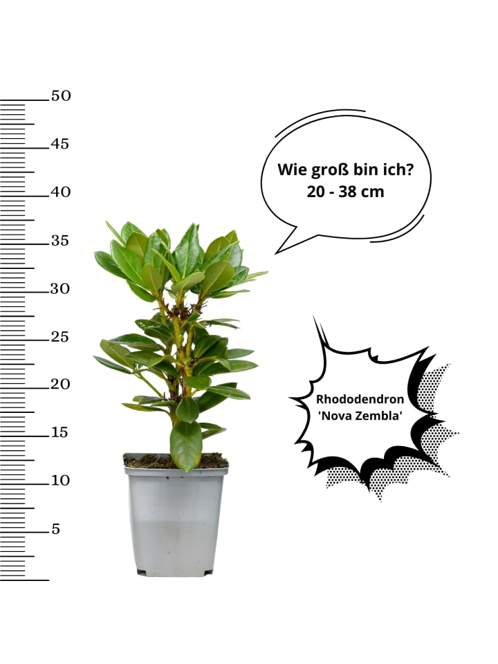 OH2 6er-Set: Rhododendron Nova Zembla in Rot günstig kaufen onesize