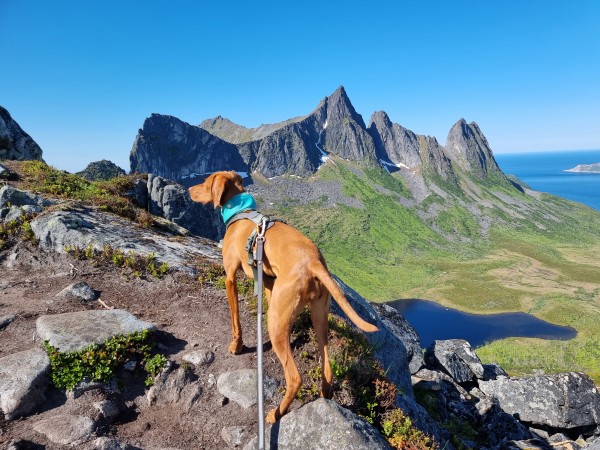 Ruffwear - Swamp Cooler Neck Gaiter - Hundezubehör