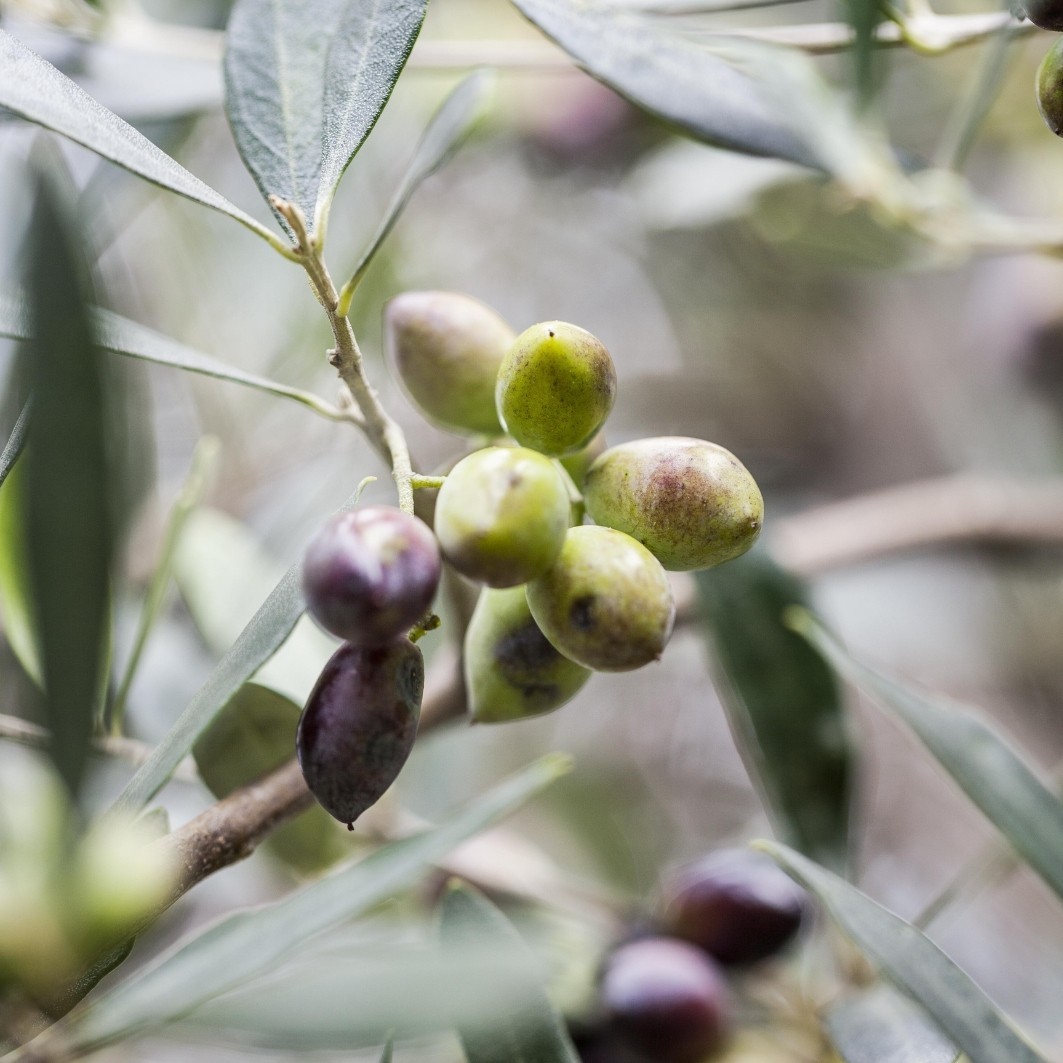 Olive & Olive Blossom