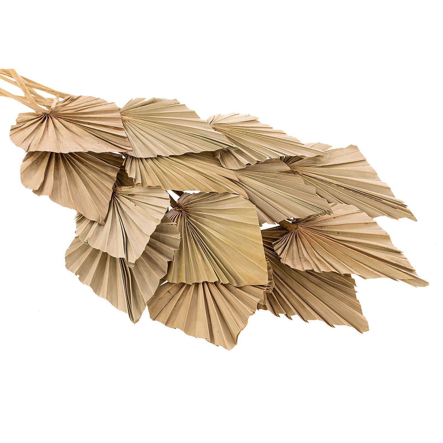 Palmenblätter, 30–60 cm, 20 Stück
