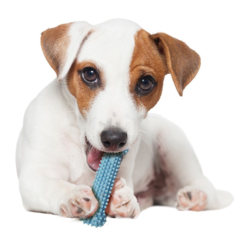 Nylabone Welpen Dental Kauknochen zu TOP-Preisen