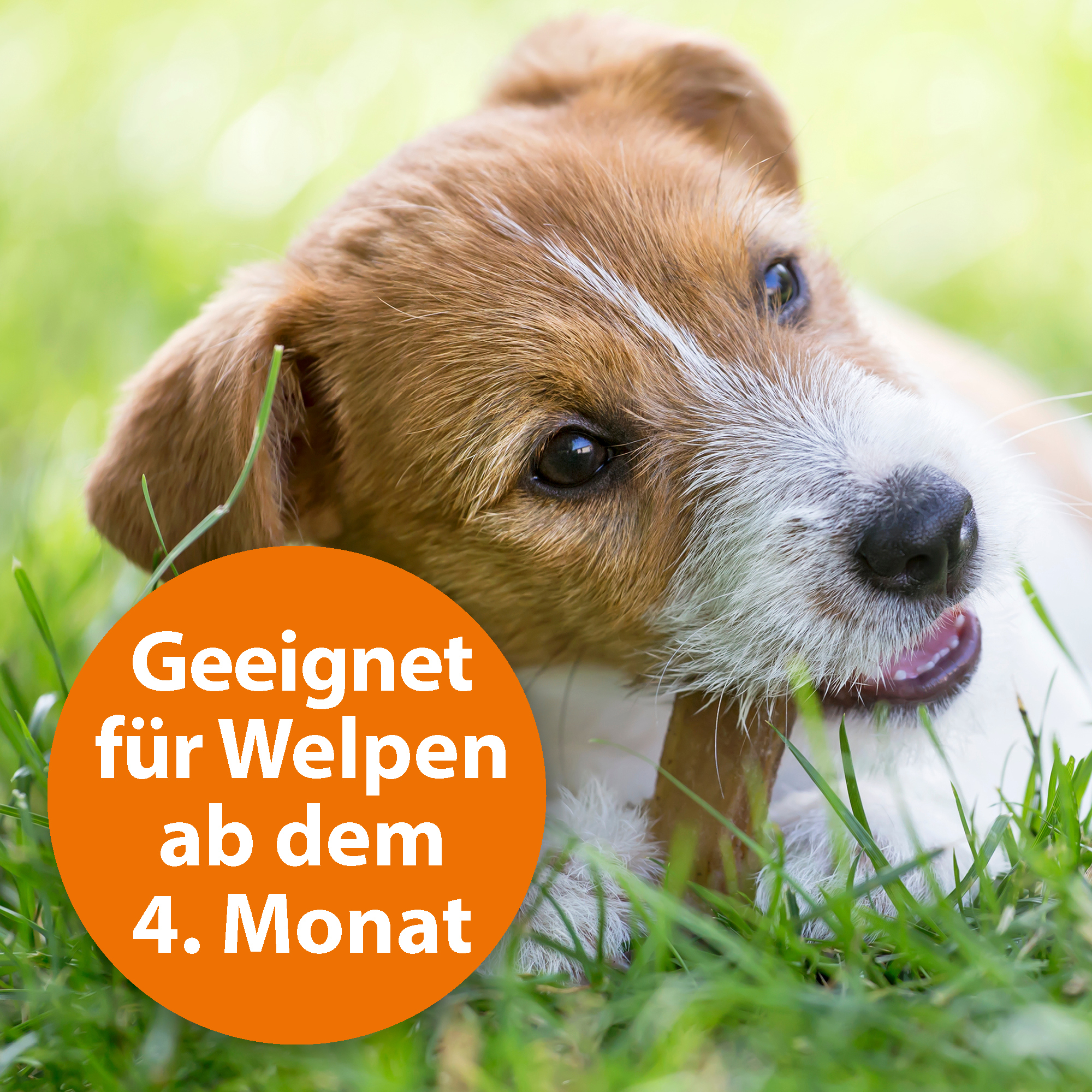 Ardap Floh- & Zeckenmittel Ardap Spot-On für Hunde M