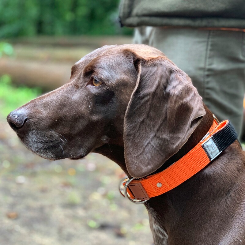 WowWow Hundehalsband Professional
