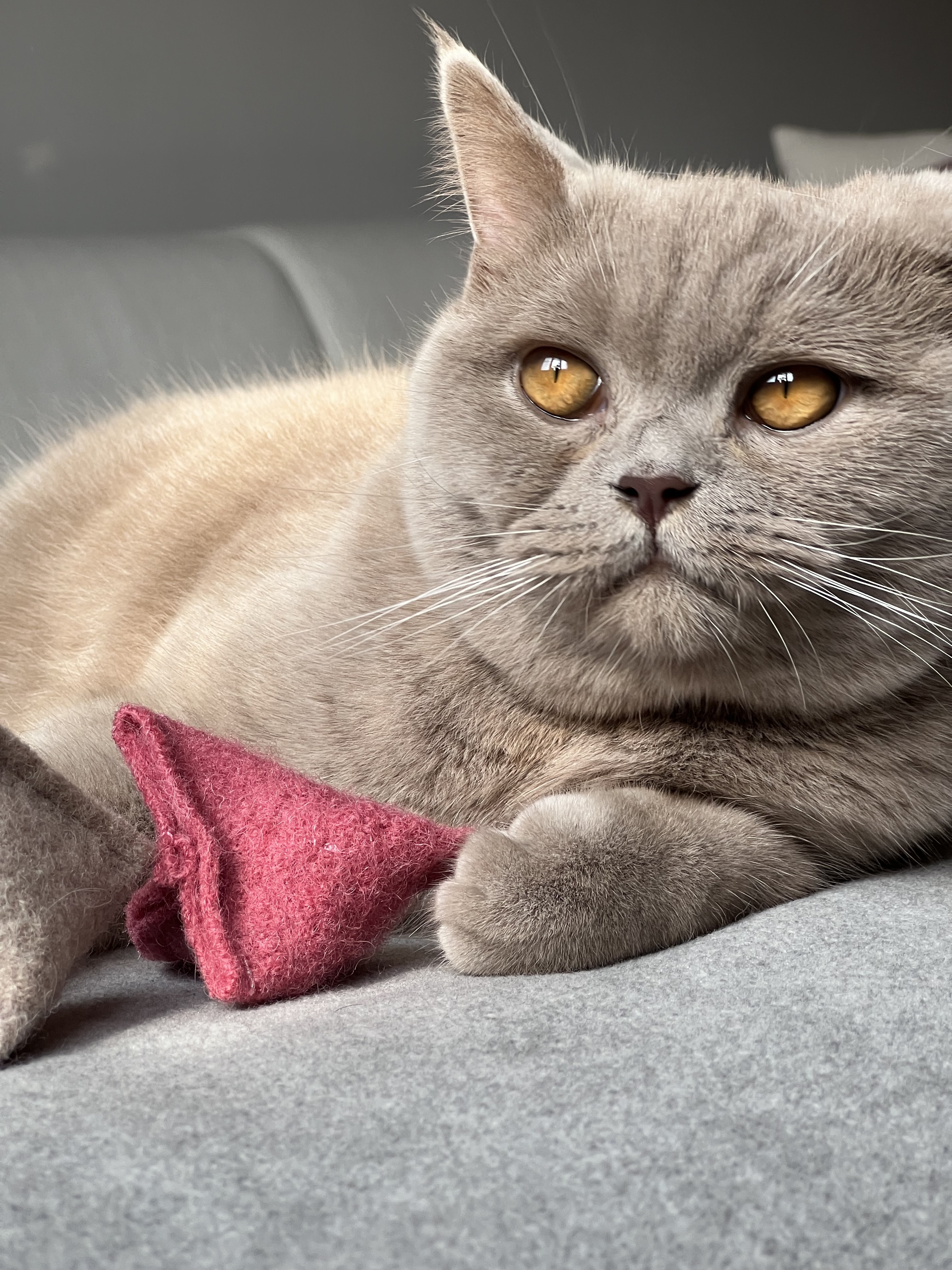 Kater Kasimir Baldrian & Catnipspielzeug Kater Kasimir Premium Katzen Spielkissen mit Baldrian und Katzenminze, 2er Set. Reiner Wollfilz vom Schaf, von Hand genäht
