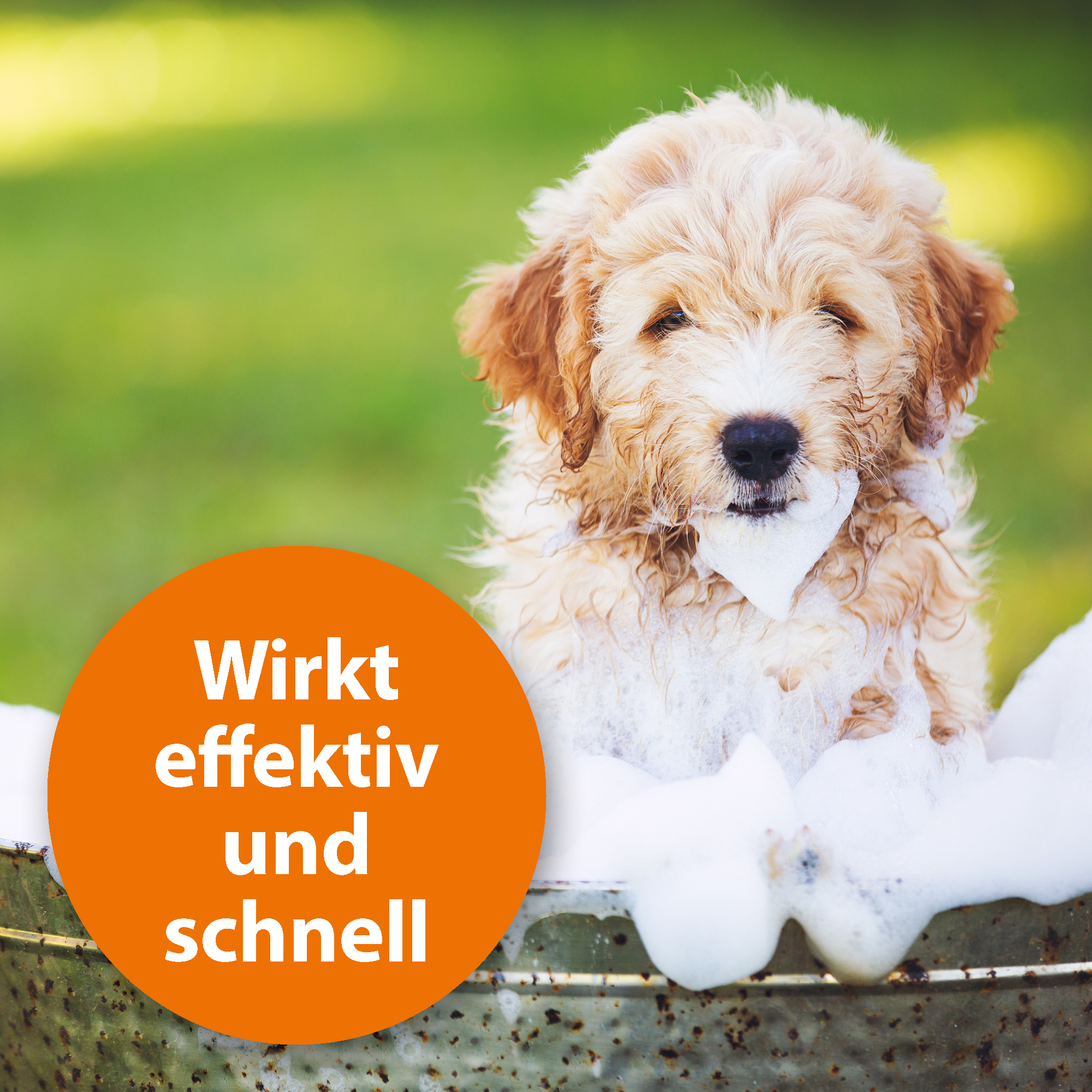 Ardap Fellpflege Ardap Anti Zecken Shampoo für Hunde 250ml
