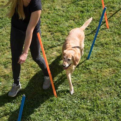 Agility Fun & Sport Slalom-Set