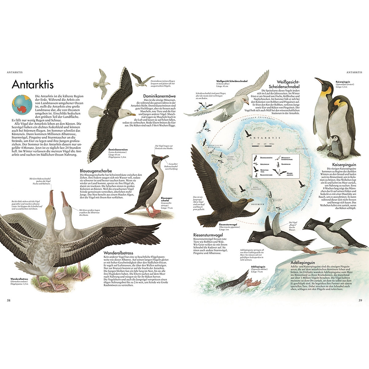 Atlas der Vögel