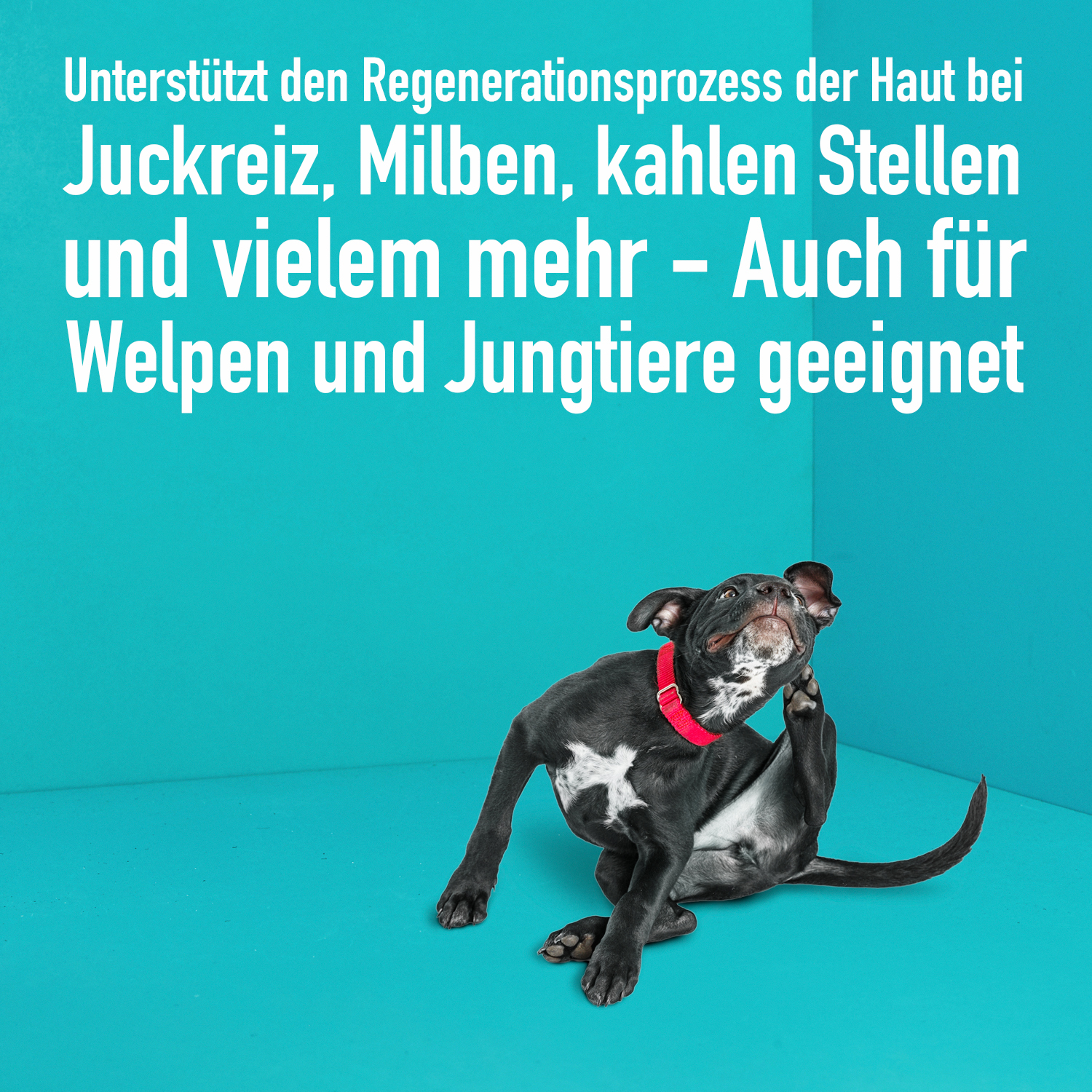Greenhero Fellpflege Greenhero Haustierpflege