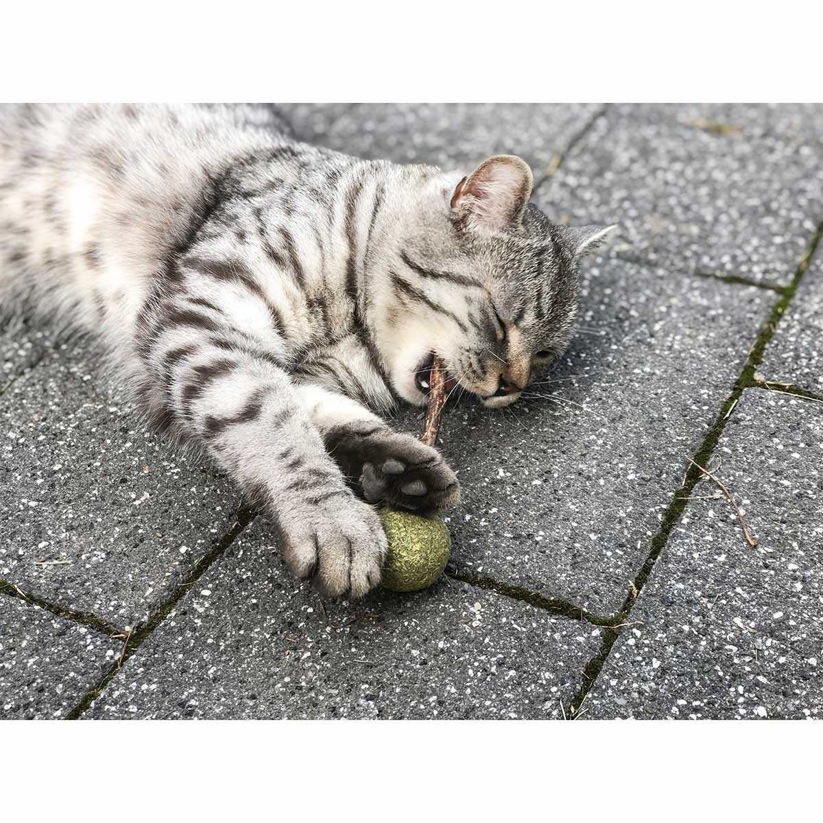 Aumüller Matatabi mit Catnip Lolli - 2er Set kaufen