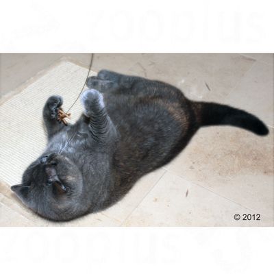 Katzenangel Cat Dancer