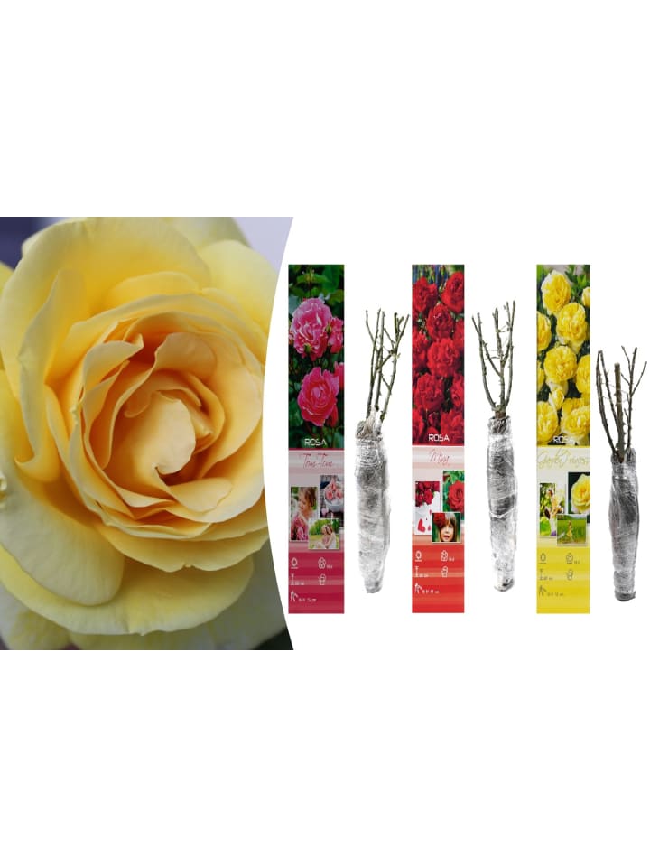 OH2 3er-Set Polyantha Rosen Mix in Bunt günstig kaufen onesize