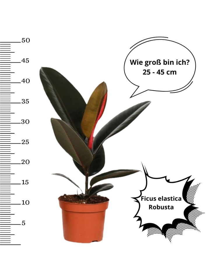 OH2 5er-Set: luftreinigenden Zimmerpflanzen in Grün  günstig kaufen onesize