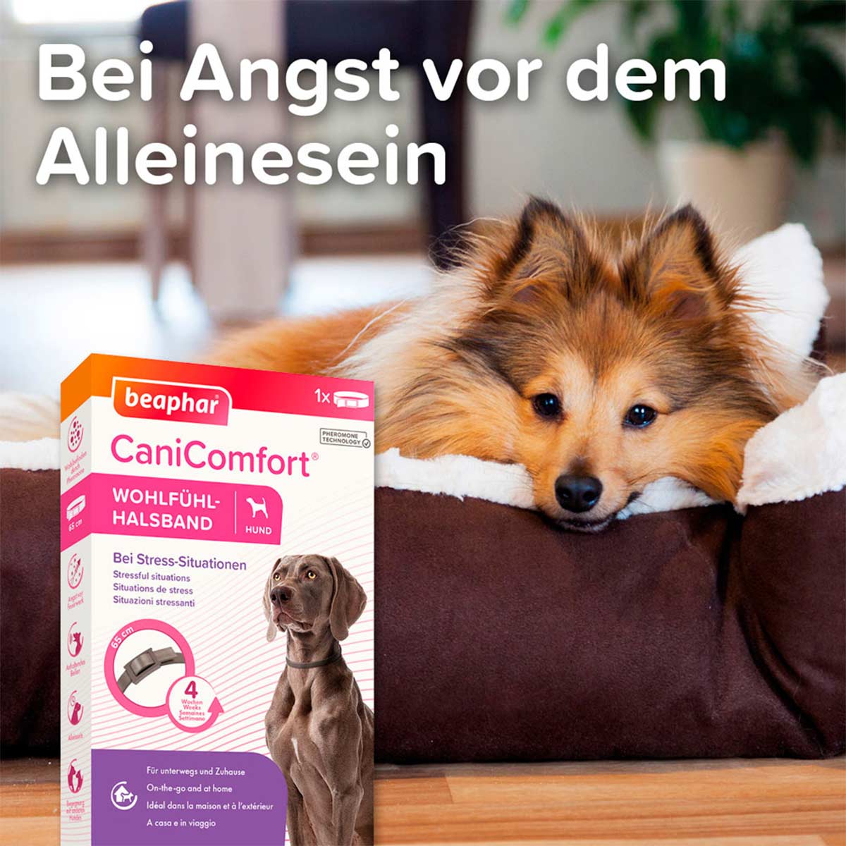 beaphar CaniComfort Wohlfühl Halsband kaufen bei ZooRoyal