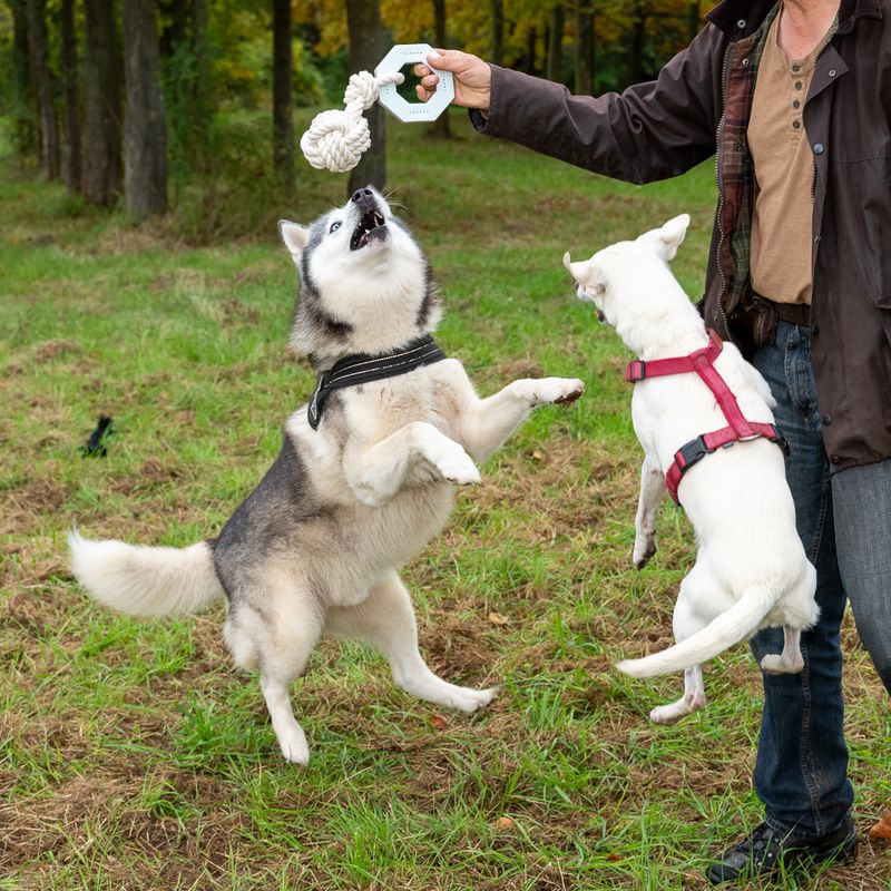 Modern Living Hundespielzeug Vigo zu TOP-Preisen