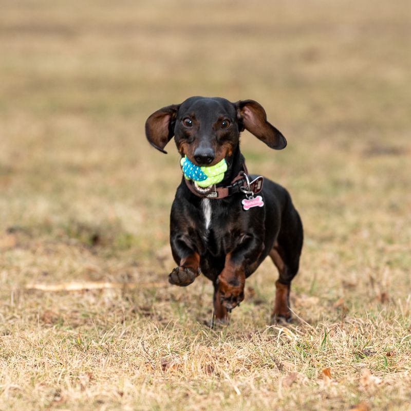 Hundespielzeug Limoen Ball zu TOP-Preisen